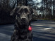 Фонарь для собак Orbiloc Dog Dual Signal Colours, синий в Мурманске